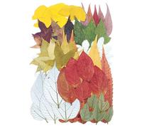 50 Pcs Dried Pressed Leaves Flowers Real Natural Dried Leaves Plant Kit Assorted Dried Greenery for Bookmarks Scrapbooking Resin Art Candle Soap Making Autumn Colors, Style 1