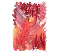 50 Pcs Dried Pressed Leaves Flowers Real Natural Dried Leaves Plant Kit Assorted Dried Greenery for Bookmarks Scrapbooking Resin Art Candle Soap Making Autumn Colors, Style 5