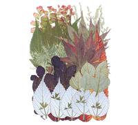 50 Pcs Dried Pressed Leaves Flowers Real Natural Dried Leaves Plant Kit Assorted Dried Greenery for Bookmarks Scrapbooking Resin Art Candle Soap Making Autumn Colors, Style 9