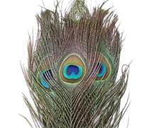 50 Pcs Dyed Peacock Feathers 25-30cm Natural Plumes for Wedding Centerpiece DIY Crafts