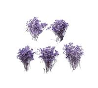 50 pcs Mini Dried Purple Baby Breath Flower Purple Dried Flower for Crafts Press Flowers Wedding Wreath Decoration Gift Card Decor Floral