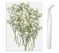 50 Pcs Real Natural Ivory White Gypsophila Branch Bouquet mit Tweezer - Dried Pressed Flowers for DIY Card, Resin Scented Candle, Invitation