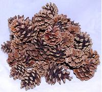 50 Pine Cones, Mixed Sizes 4-7cm: Natural, Open and Dried - Professional Quality