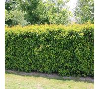 (50) Portuguese Laurel Hedging Plants 20-40Cm Prunus Lusitanica Evergreen Hedge Pots