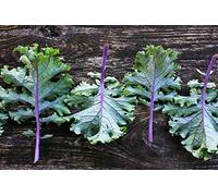 50 Seed of Red Russian Kale - Frost Hardy