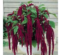 50 Seeds of Amaranthus Caudatus Red Love Lies Bleeding