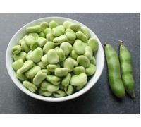 50 Seeds of Broad Bean Dwarf