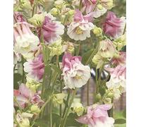 50 Seeds of Flower Aquilegia Petticoat Pink