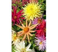 50 Seeds of Flower Dahlia Cactus Hybrids Mixed