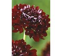 50 Seeds of Flowers Scabious Black Knight