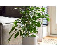 50 Seeds of House Plant Weeping Fig