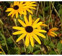 50 Seeds of Rudbeckia Fulgida Goldsturm Black Eyed Susan Annuals And Biennials