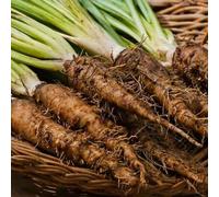 50 Seeds of Salsify