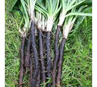 50 Seeds of Scorzonera