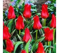 50 x Red Riding Hood Rockery Tulip Bulbs