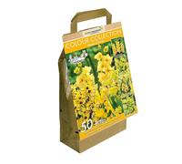 50 Yellow Summer Flowering Bulbs Mixed Varieties | Bee & Butterfly Friendly | Eco Packaging | Premium Quality Dutch Bulbs | Plant Now Ready to Bloom