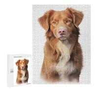 500 PCS Jigsaw Puzzles for Teenagerss Nova Scotia Duck Dog Puzzle for Adults Relaxing Games Improve Memory Fun Activities at Home 500 PCS