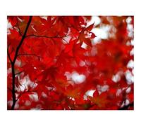 500 Pcs Wooden Puzzles for Home Decoration-Acer,japonicum,amur,maple,maple 52x38cm