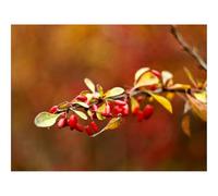 500 Pcs Wooden Puzzles for Home Decoration-Briar,Autumn,Branch,Blur 52x38cm