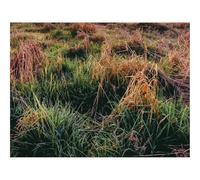 500 Pcs Wooden Puzzles for Home Decoration-Grass,autumn,dawn 52x38cm