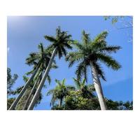 500 Pcs Wooden Puzzles for Home Decoration-Palm Trees,Branches,Tropics 52x38cm