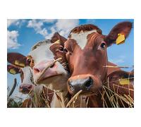 500-piece（52x38cm） animal jigsaw puzzle toy, cow puzzle, educational and intellectually stimulating, family challenge game, festival gift