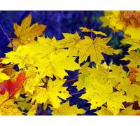 500 Piece Fun Jigsaw Puzzles for Adults - Maple leaves fall 52x38cm
