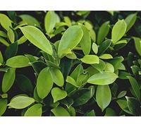 500 Piece Jigsaw Puzzle Educational Puzzle Family Game for Adults And Kids - Leaves green plant 52x38cm