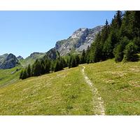 500 Piece Jigsaw Puzzle for Adults And for Kids Age 14 And Up - Mountain trees path 52x38cm