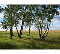 500 Piece Jigsaw Puzzle for Adults And Kids Age 14 And Up - Landscape field 52x38cm
