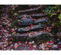 500 Piece Jigsaw Puzzle for Adults And Kids Age 14 And Up - Path stones fallen leaves 52x38cm
