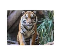 500 Piece Jigsaw Puzzle for Adults Challenging Puzzles for Game Nights Tiger in The Zoo Wooden Puzzle Personalized Custom Wood Puzzles for Family Picturepuzzle Finished Size 20.4"x15"