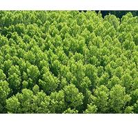 500 Piece Jigsaw Puzzle for Adults & for Kids Age 14 And Up - forests trees view from above 52x38cm