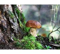 500 Piece Jigsaw Puzzle for Adults & for Kids Age 14 And Up - Fungus wood moss 52x38cm