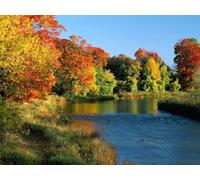 500 Piece Jigsaw Puzzle for Adults & for Kids Age 14 And Up - River flowing trees 52x38cm