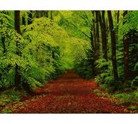 500 Piece Jigsaw Puzzle for Adults & Kids Age 14 Years Up - forests trees pathway 52x38cm
