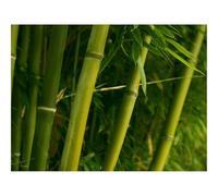 500 Piece Jigsaw Puzzle for Adults & Kids-Bamboo,green,stalks 52x38cm