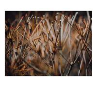 500 Piece Jigsaw Puzzle for Adults & Kids-Branches,Grass,Blur 52x38cm