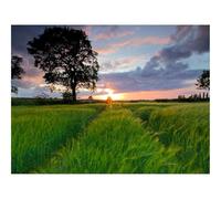 500 Piece Jigsaw Puzzle for Adults & Kids-Field,grass,summer 52x38cm