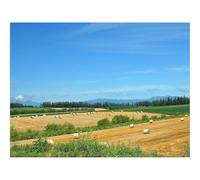 500 Piece Jigsaw Puzzle for Adults & Kids-Fields,economy,hay 52x38cm