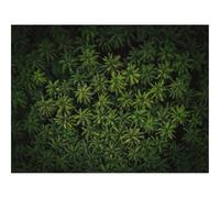 500 Piece Jigsaw Puzzle for Adults & Kids-forests,Palm Trees,Aerial View,Tropics,Green 52x38cm