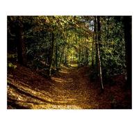 500 Piece Jigsaw Puzzle for Adults & Kids-forests,path,autumn 52x38cm