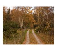 500 Piece Jigsaw Puzzle for Adults & Kids-forests,path,trees 52x38cm