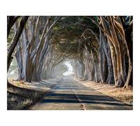 500 Piece Jigsaw Puzzle for Adults & Kids-forests,trees,path 52x38cm