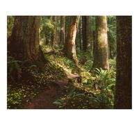 500 Piece Jigsaw Puzzle for Adults & Kids-forests,trees,path 52x38cm
