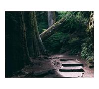 500 Piece Jigsaw Puzzle for Adults & Kids-forests,trees,path 52x38cm