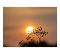 500 Piece Jigsaw Puzzle for Adults & Kids-Sun,Sunset,Branch,Blur 52x38cm