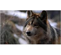 500 Piece Jigsaw Puzzle For Adults,Wooden Puzzles,Forest White Wolf Sunrise Scenery Puzzle,Family Fun Jigsaw 52x38CM