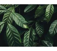 500 Piece Jigsaw Puzzles for Adults And Kids Age 14 Years Up - Leaves branch dark green 52x38cm