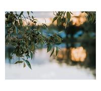 500 Piece Jigsaw Puzzles for Adults Gifts-Branches,leaves,blur 52x38cm